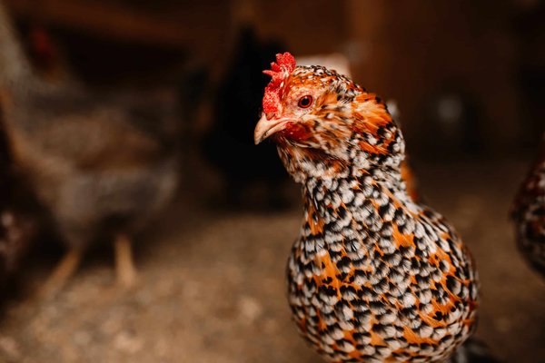 les meilleures plantes à fleurs pour attirer les papillons et les insectes pollinisateurs