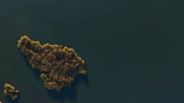 Les meilleures plantes pour décorer autour de sa piscine